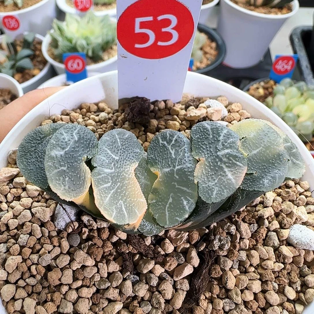 53号玉扇锦一物一拍带盆土