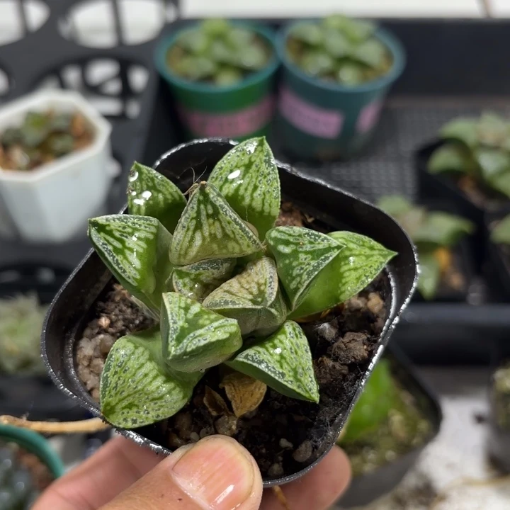 母本铜雀台 带盘发货