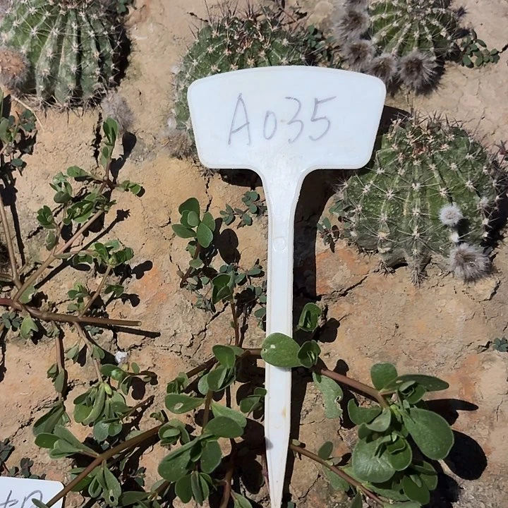 ?**我A035,光辉岁月5颗