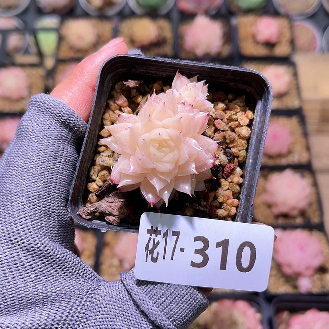 花17-310麦秆不包整