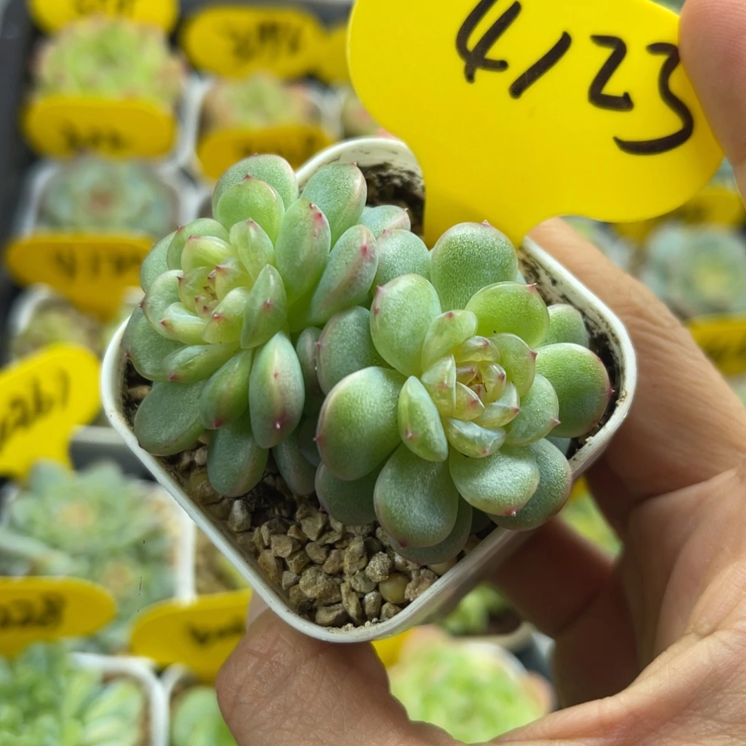 凝脂珍妮双头4123