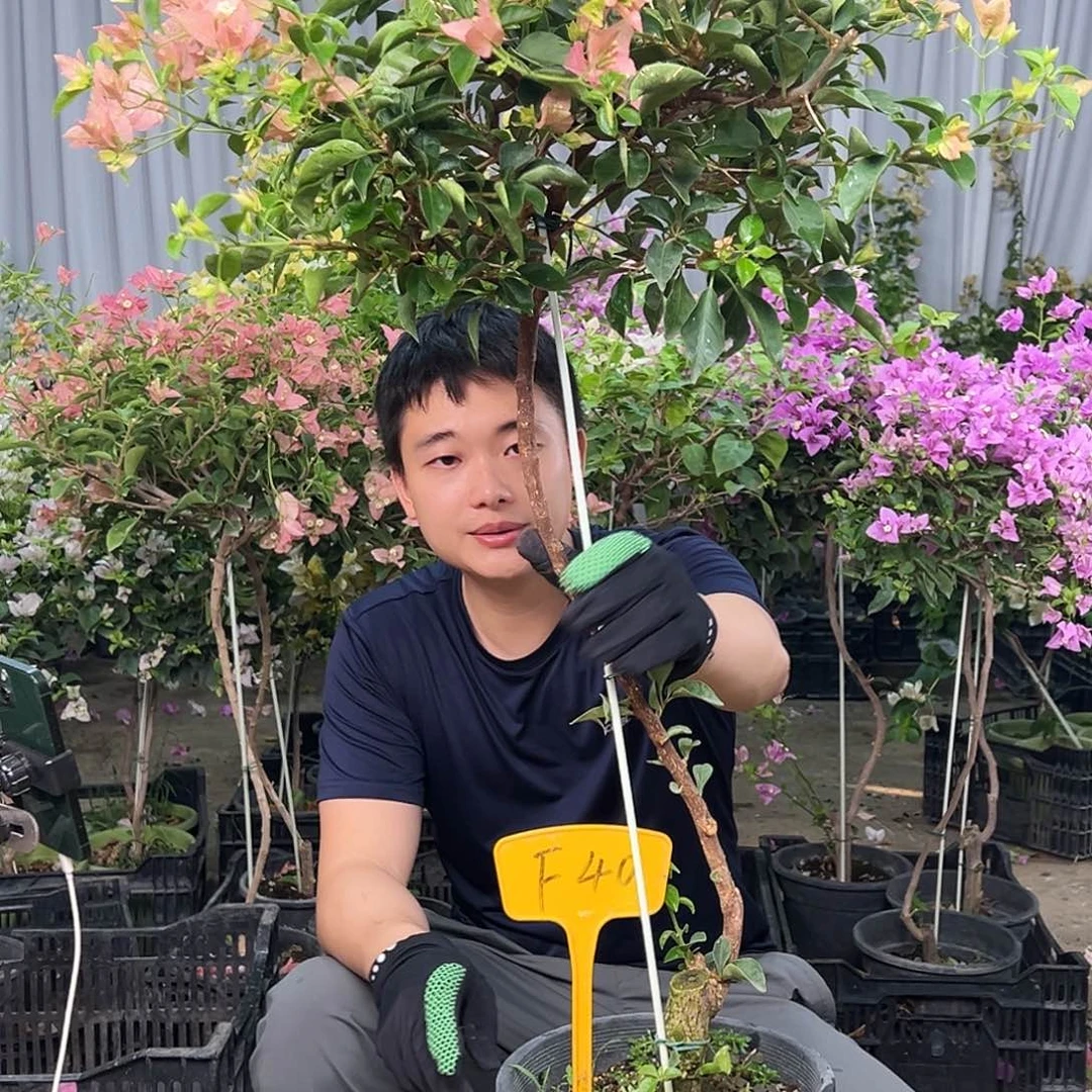 张***j大部分花苞少量开放F40卡亚塔
