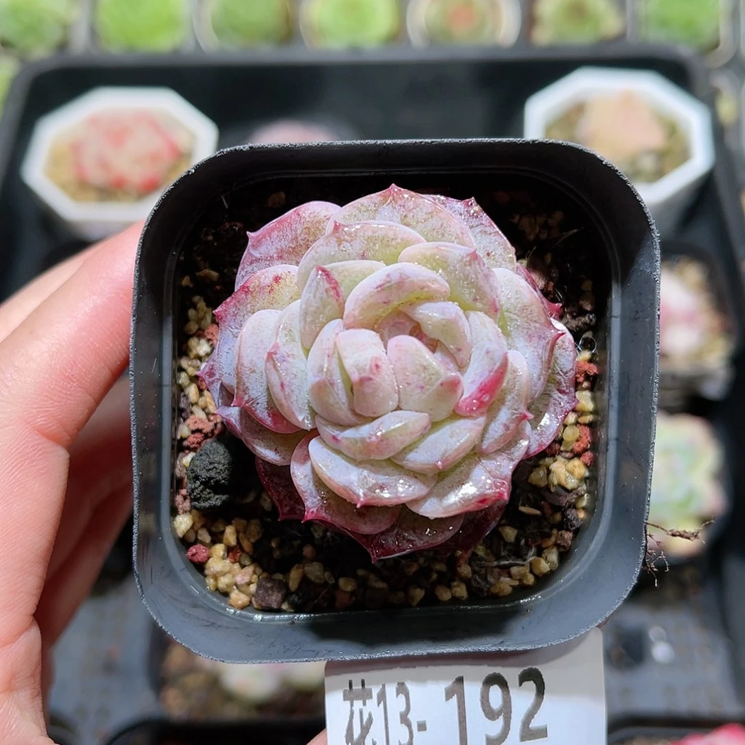 花利美13-192纯爱