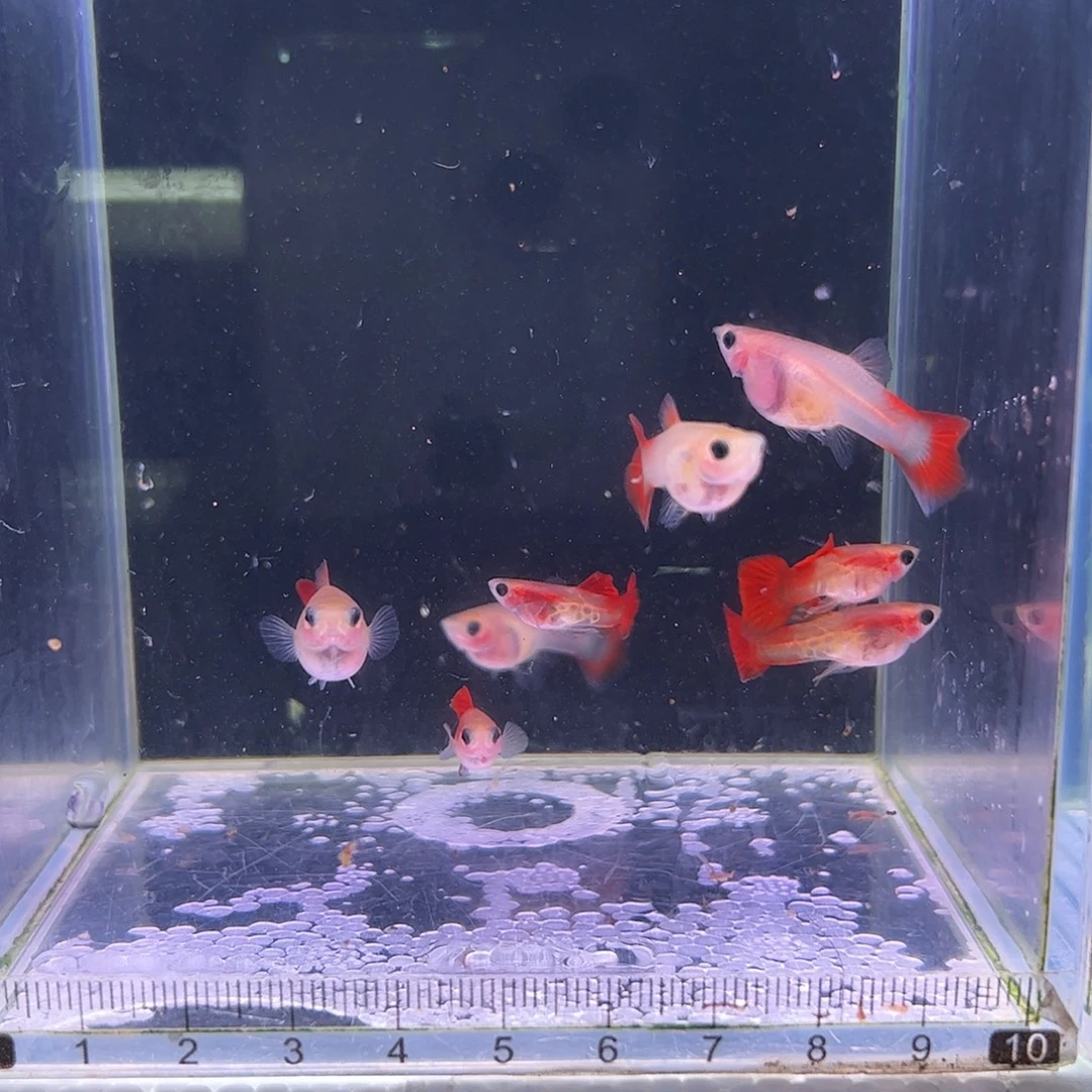 孔雀鱼银河琉璃4对