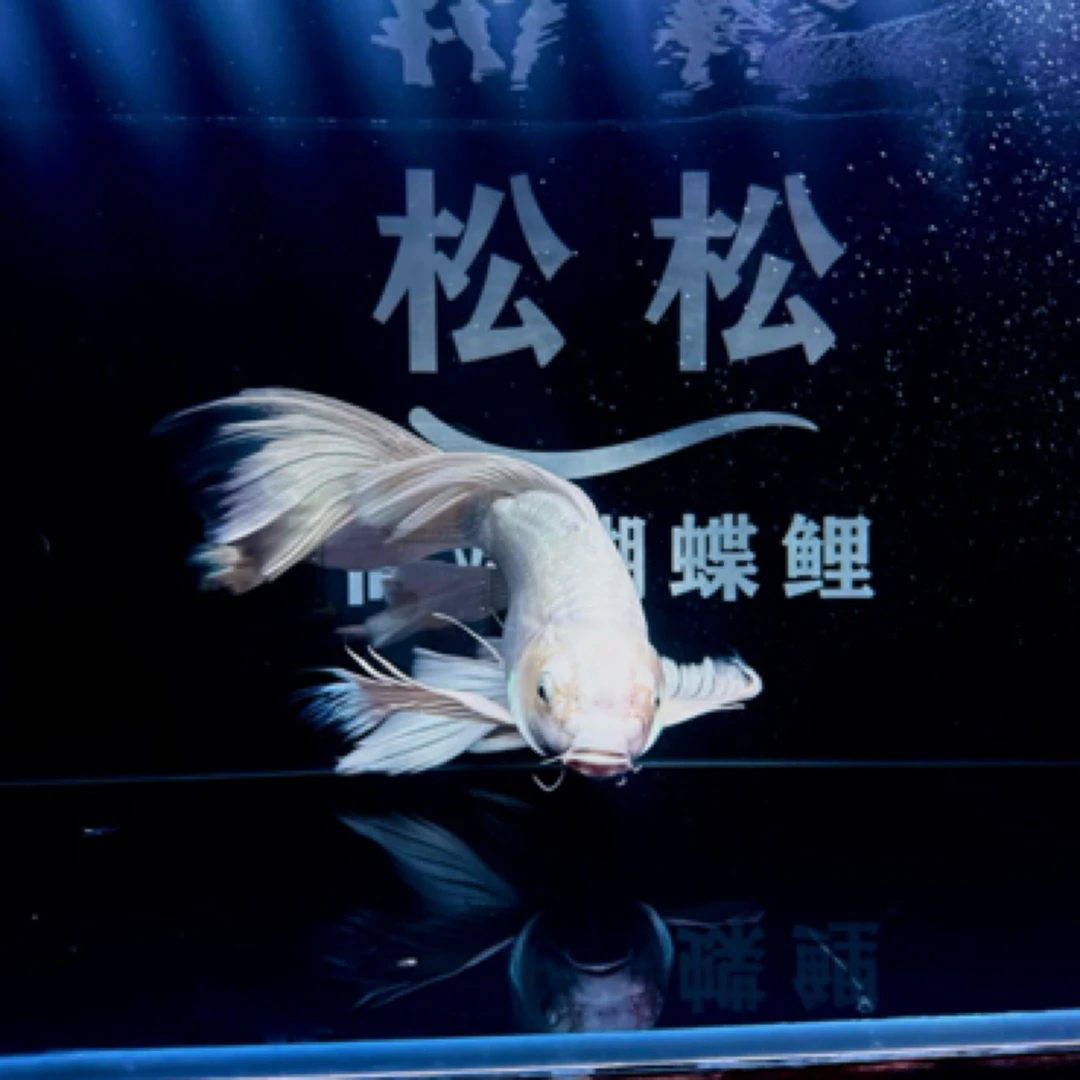 精品蝴蝶鲤30公分 改价链接