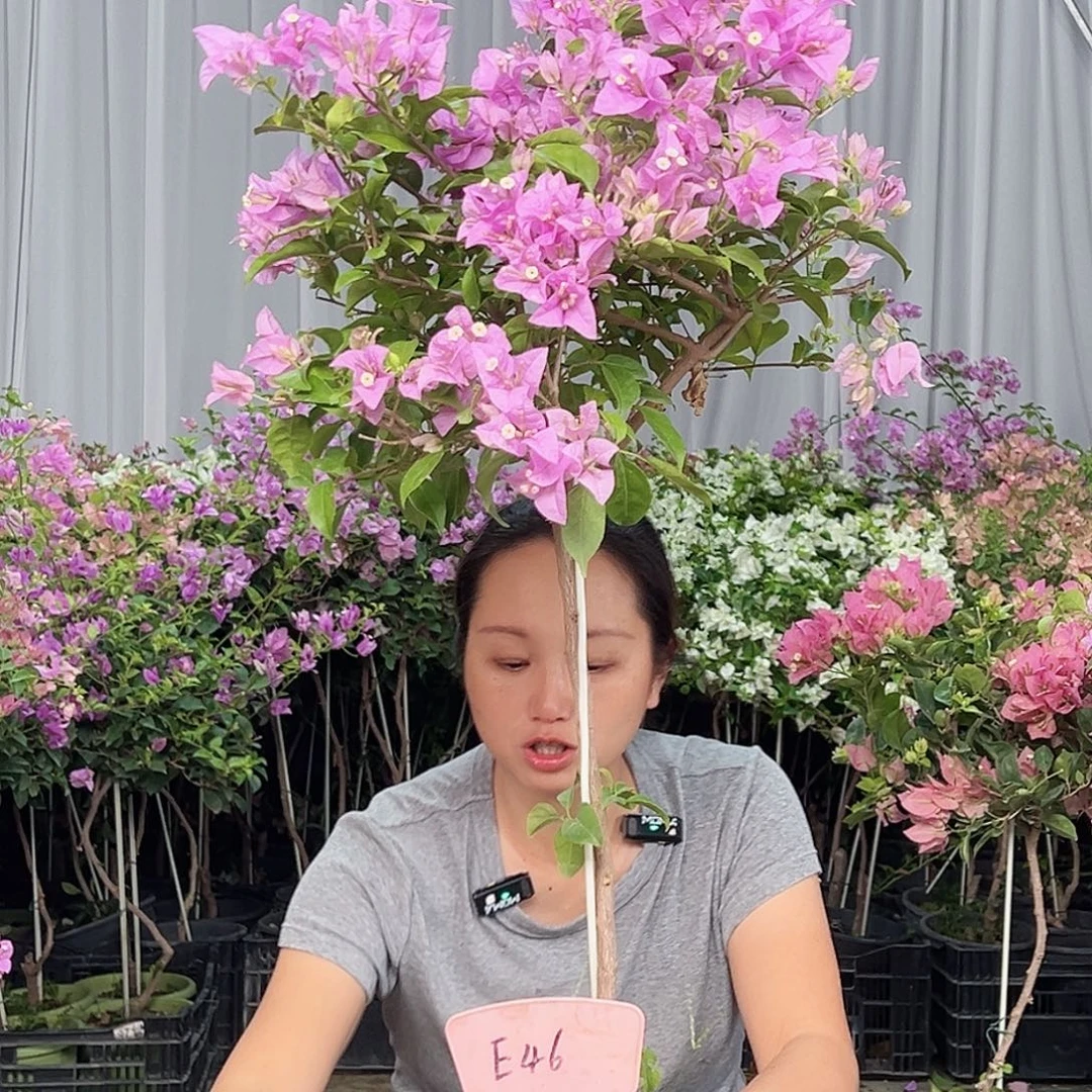 清***秀当前无花栽培后可以开花E46巴西紫