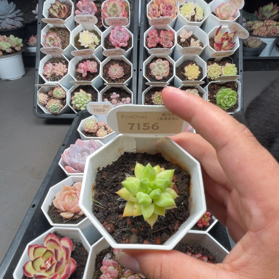7156甲骨文3.0厘米