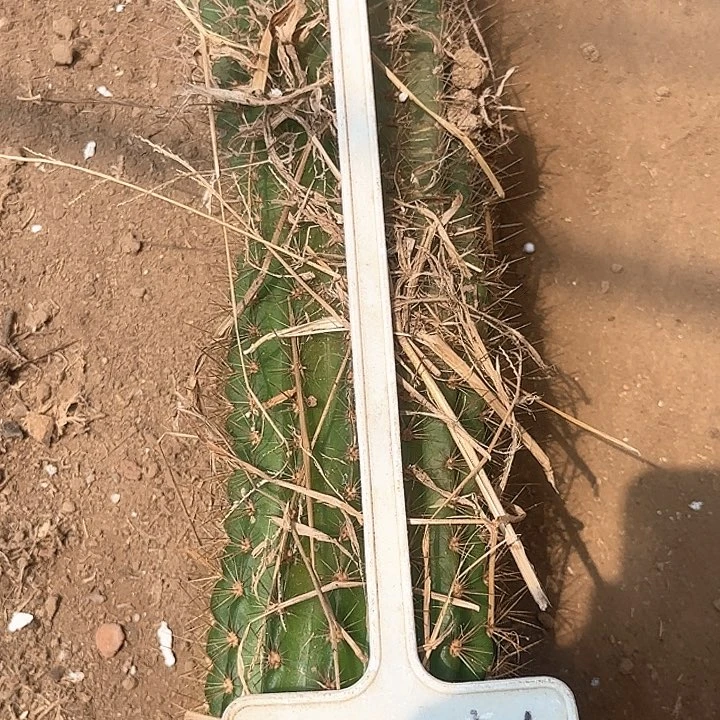 人***见An05毛花柱瑕疵球40的