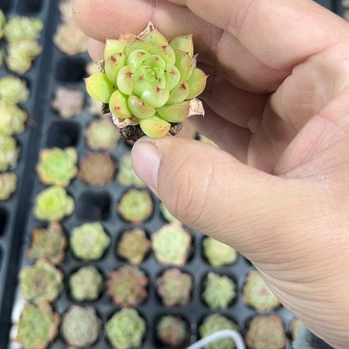 晨***曦麦秆优选 满10颗包邮