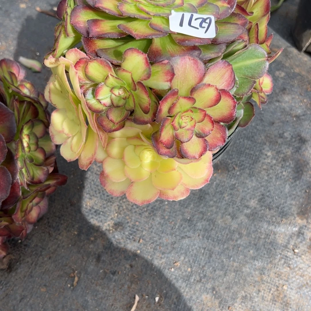 星*末6271海王七白无根多肉