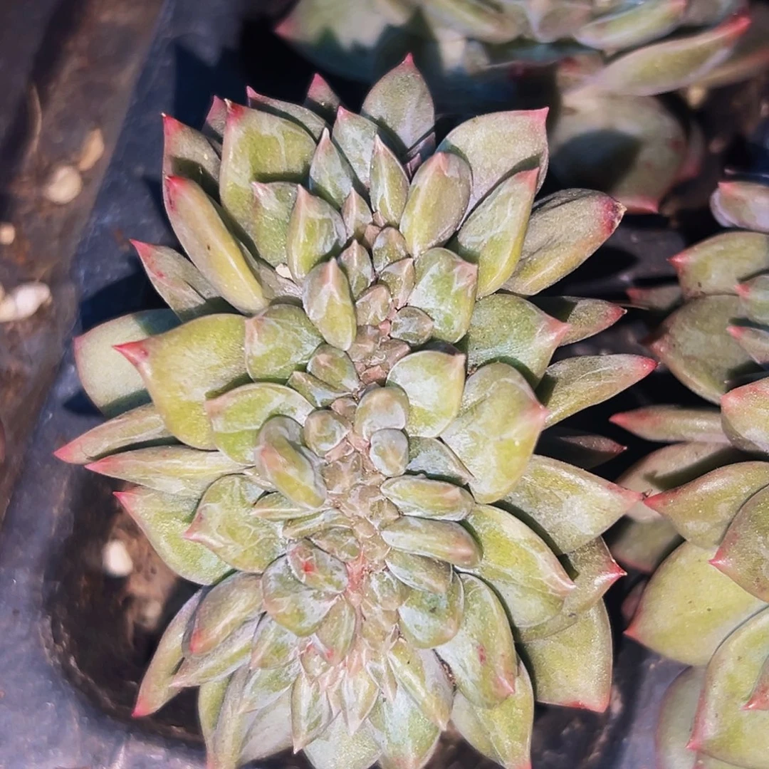 桔云多肉美人精品系列