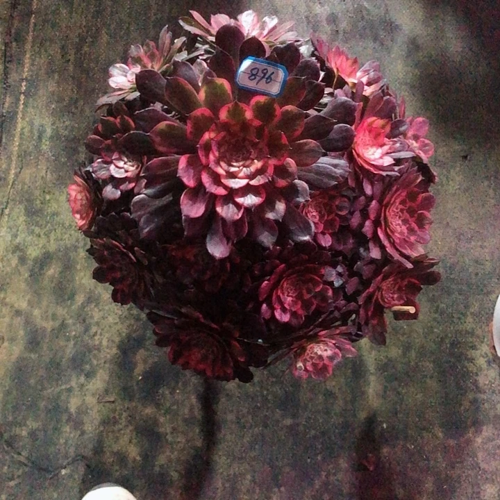 896烟花多肉法师