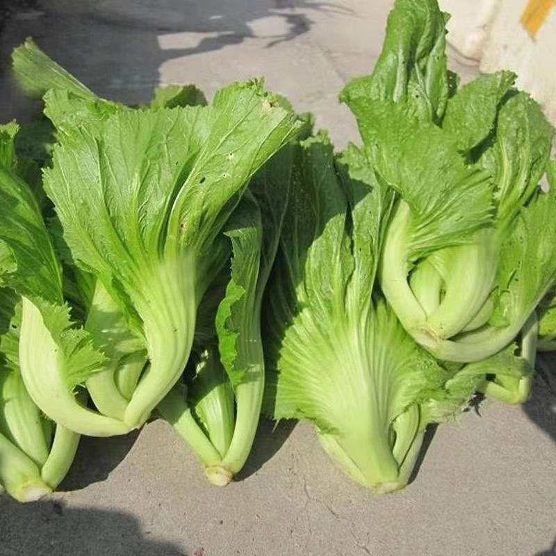 包心芥菜种子早中熟大芥菜种籽腌制酸菜四季播阳台盆栽蔬菜种孑