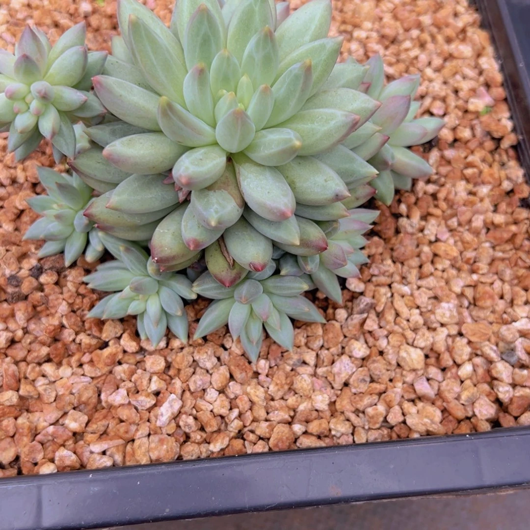 用***3一物一拍多肉植物