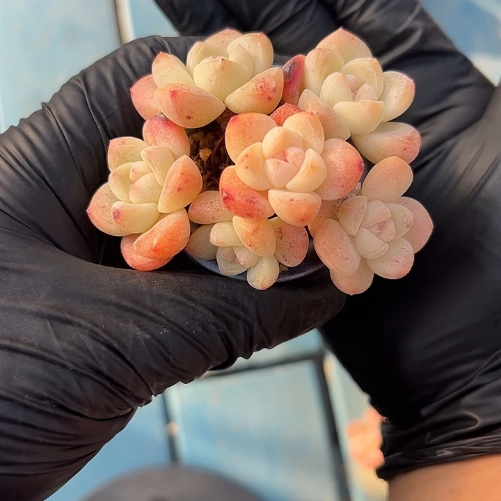 六头冰玉带盆发的时候