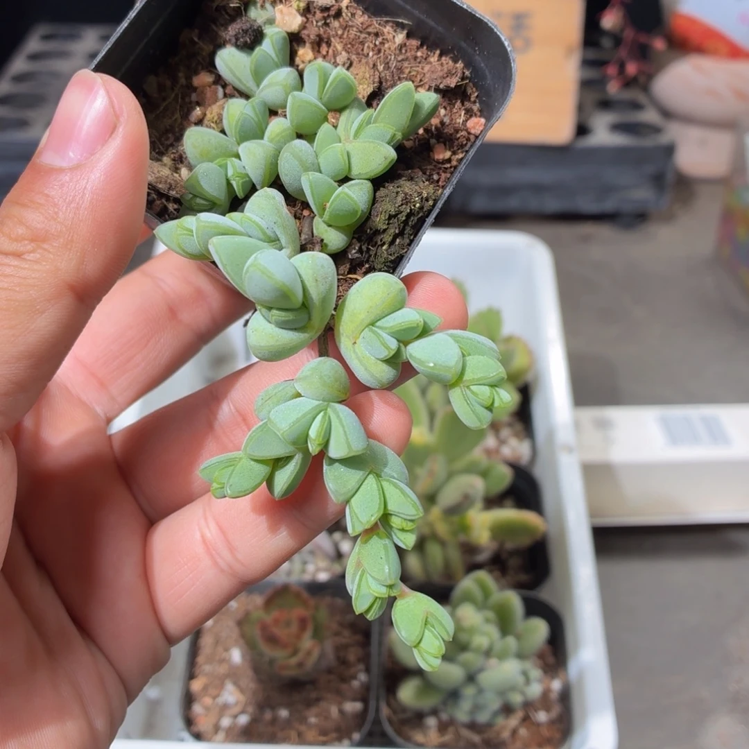 碧玉莲多肉9.9包邮发货