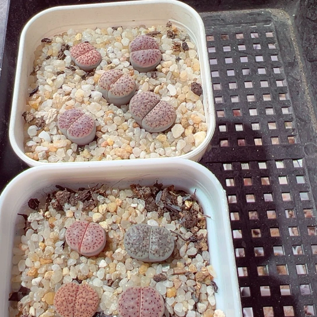珍***惜829-652多肉多肉血点