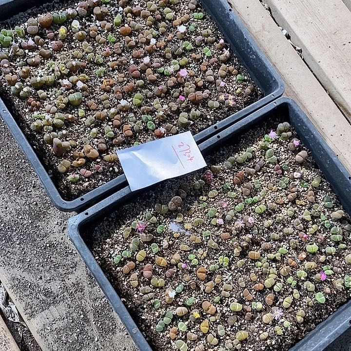 27304。  混播风铃一筐。带筐发货。