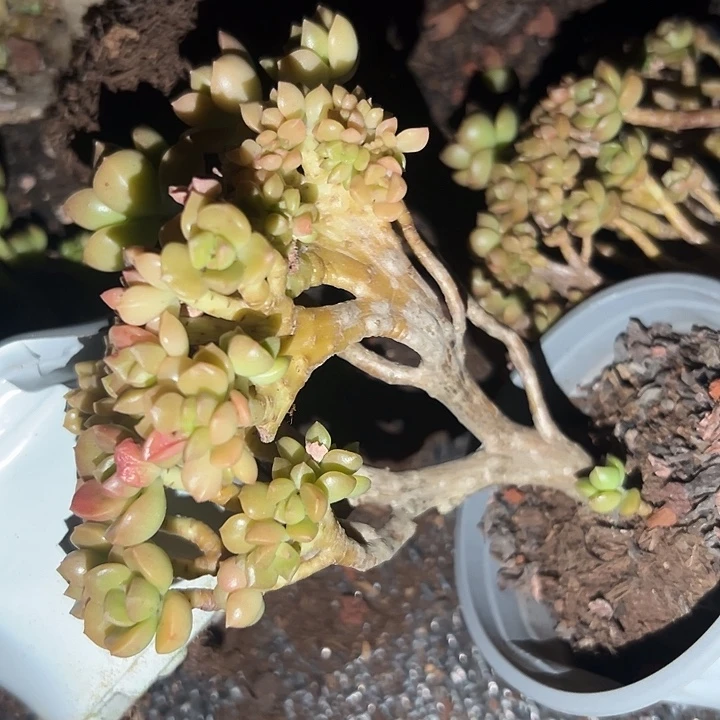 无花朵琥珀朵缀。