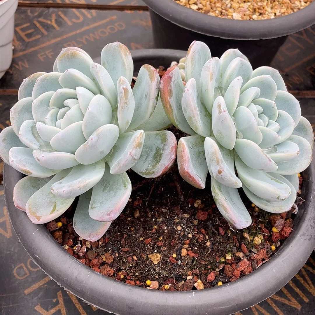 多肉植物一物一拍