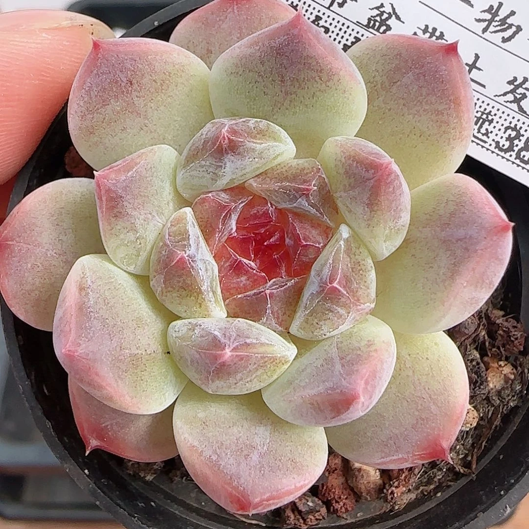 1107----298秘境冰魄