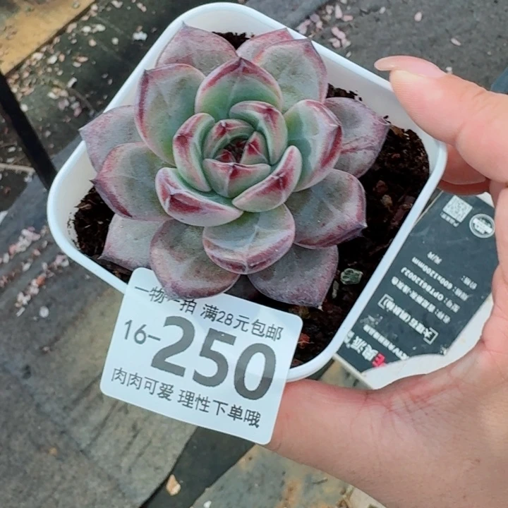 黑武士无盆土发货多肉多