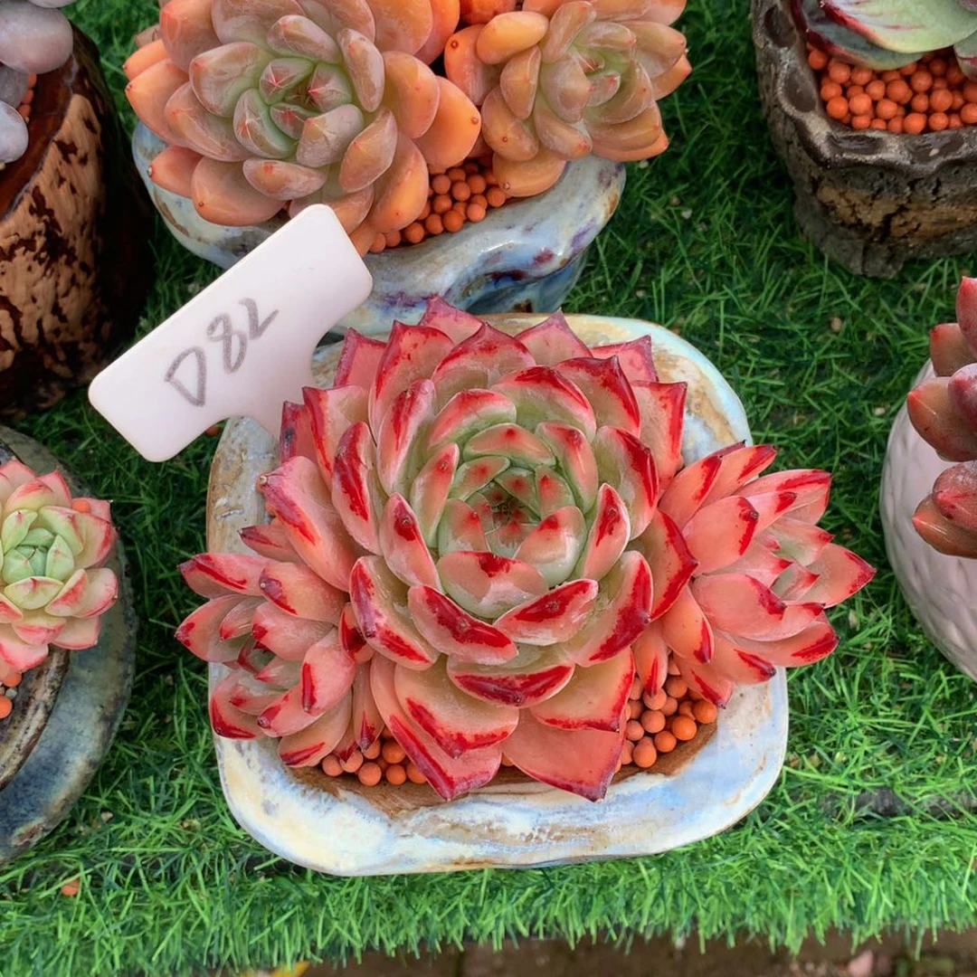 小***）多肉植物737373737