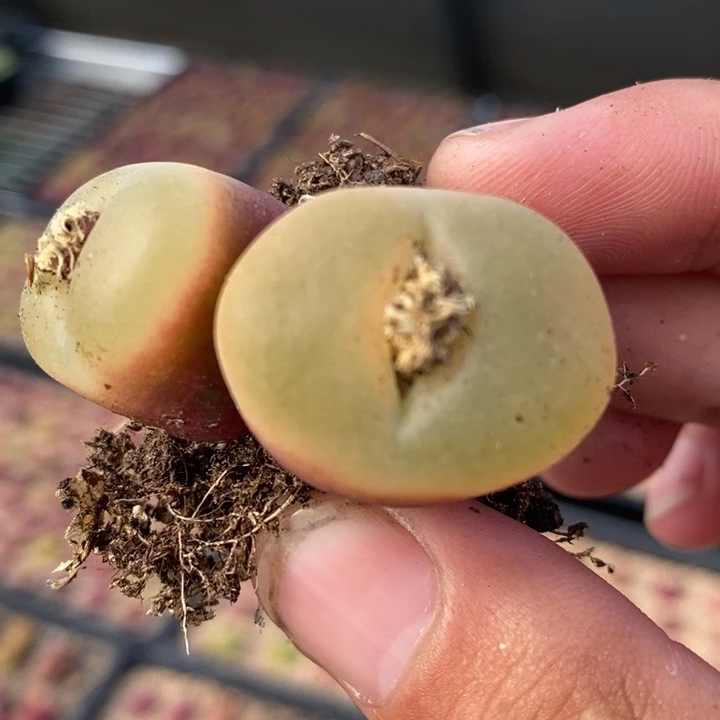 1950母本冰魄双头一颗