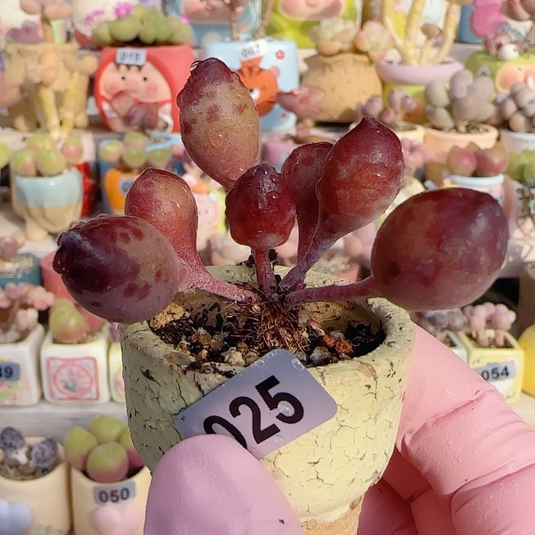 红红鼓槌 盆口3cm