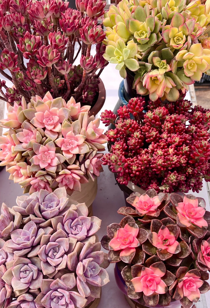 套餐组合 大礼包 新手简单好养活 塑料盆 套餐不参与满赠活动