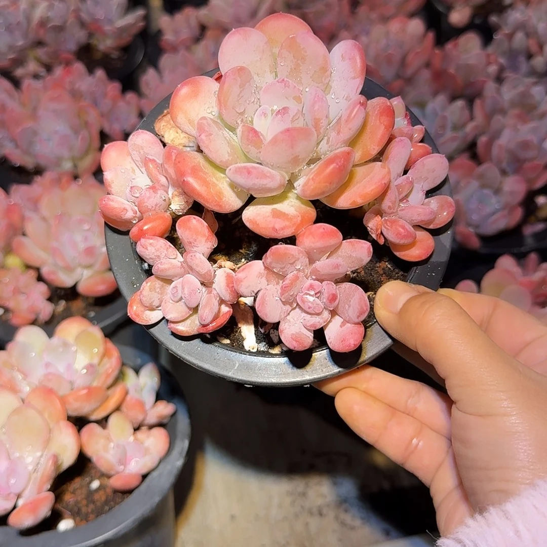 圆叶灰姑娘精控无砍老桩