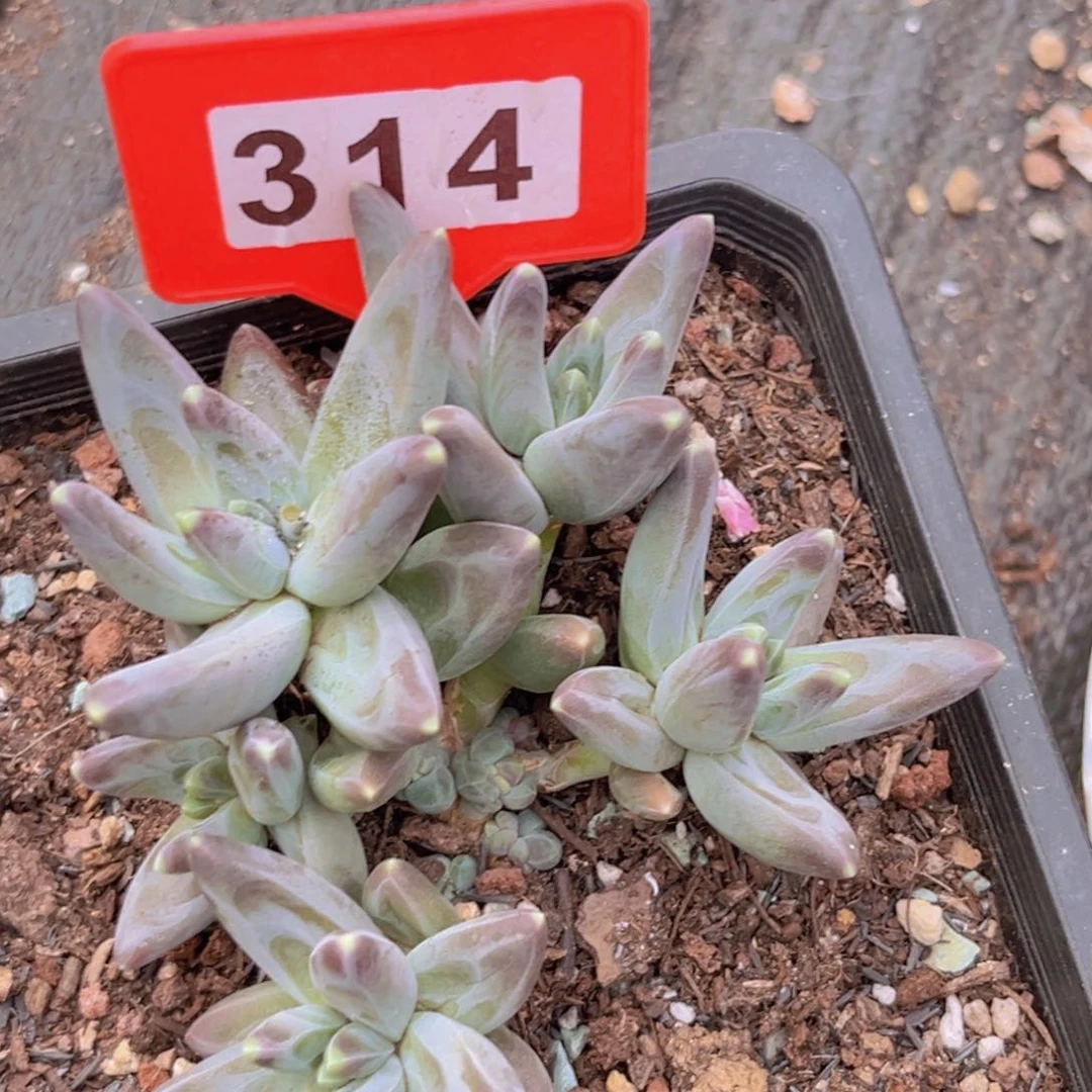 凤羽多肉植物314