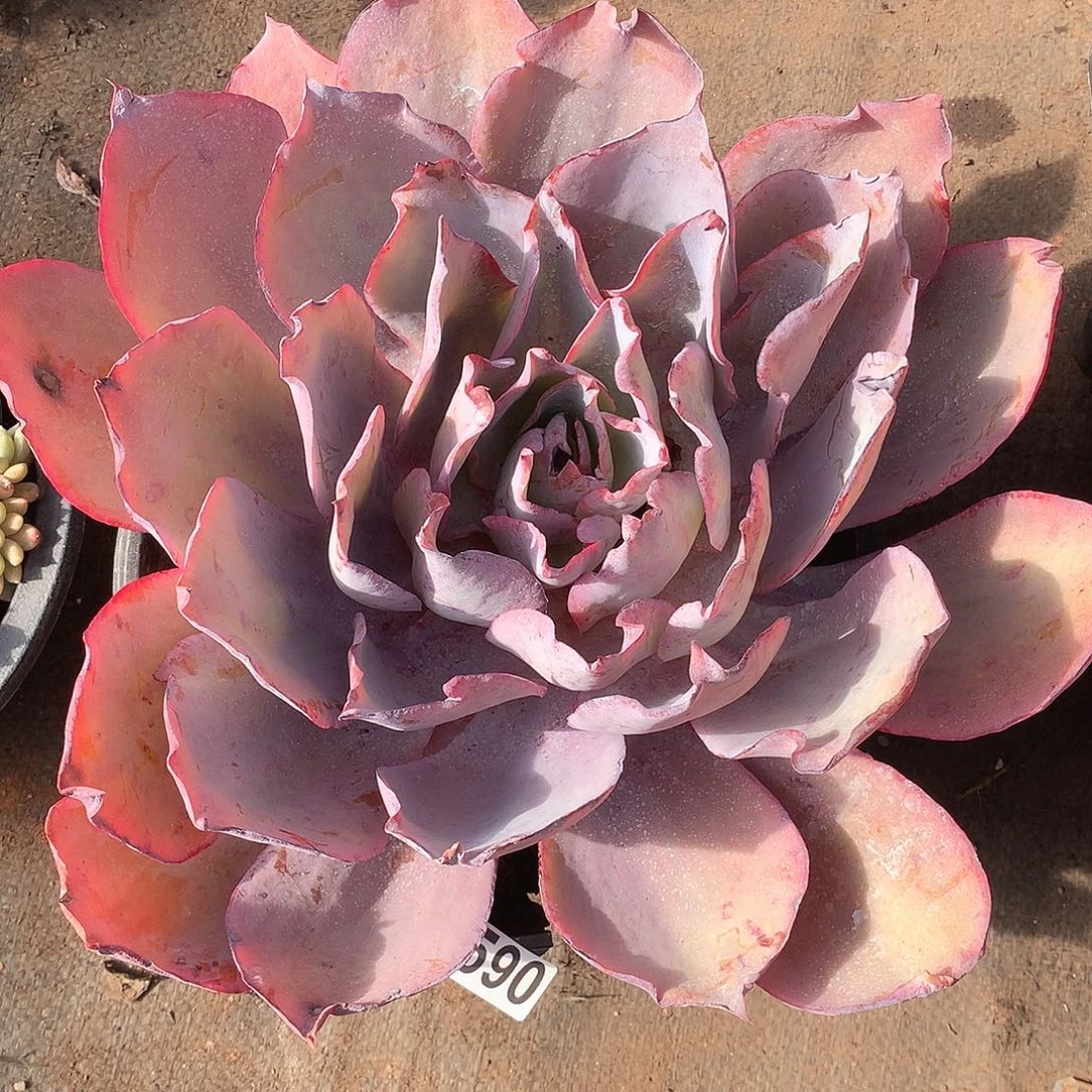 590晚霞 一物一拍多肉