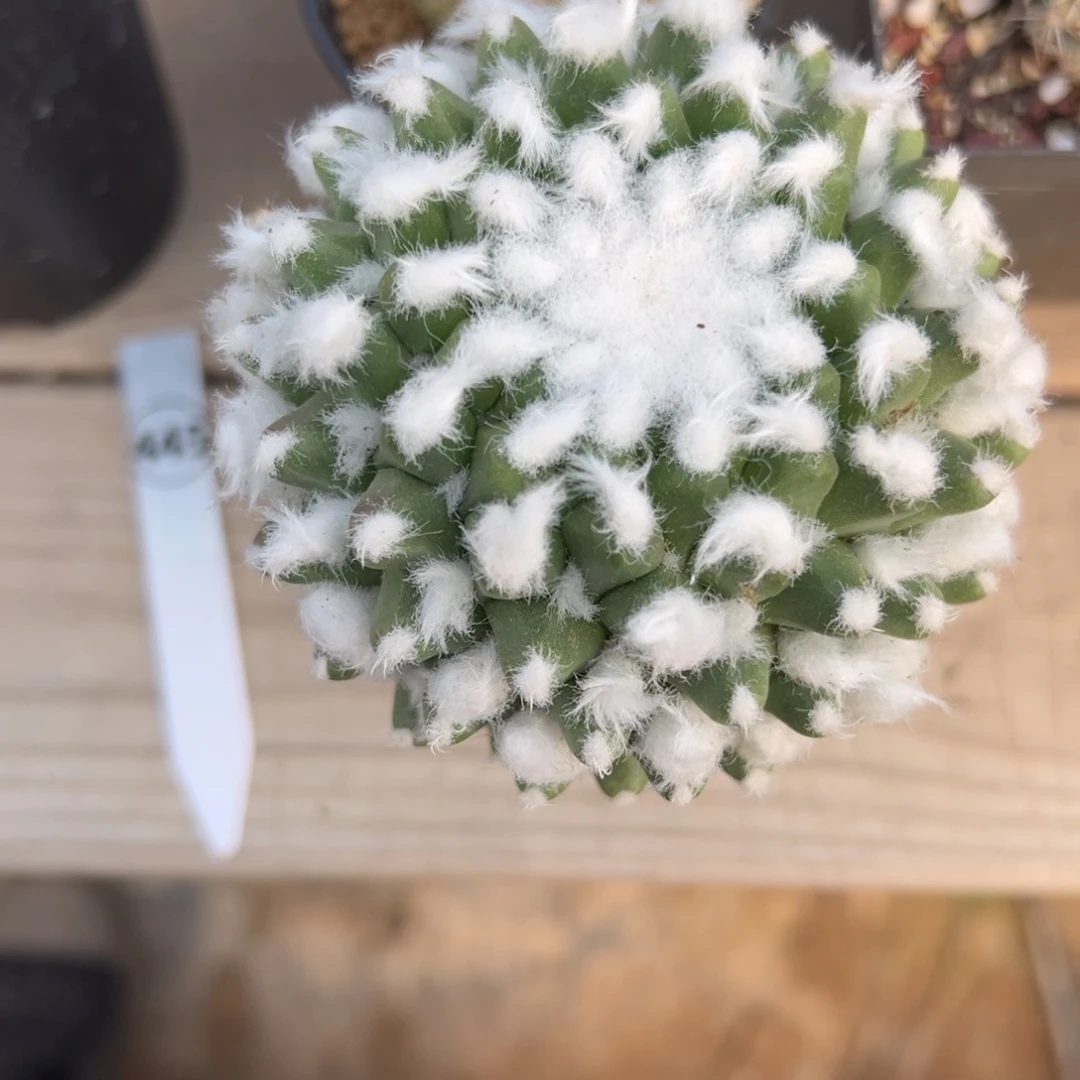 多粒丸仙人球多肉植物445