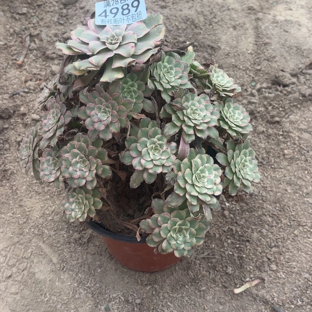 高***手Q. 4989粉带多肉1？acen