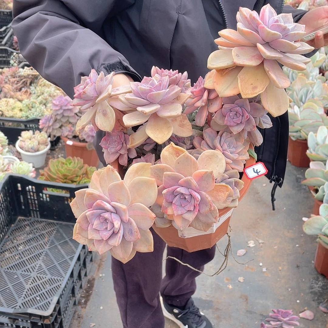 04紫乐锦 一物一拍多肉