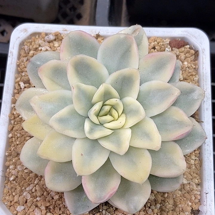 雪鸢锦多肉植物的