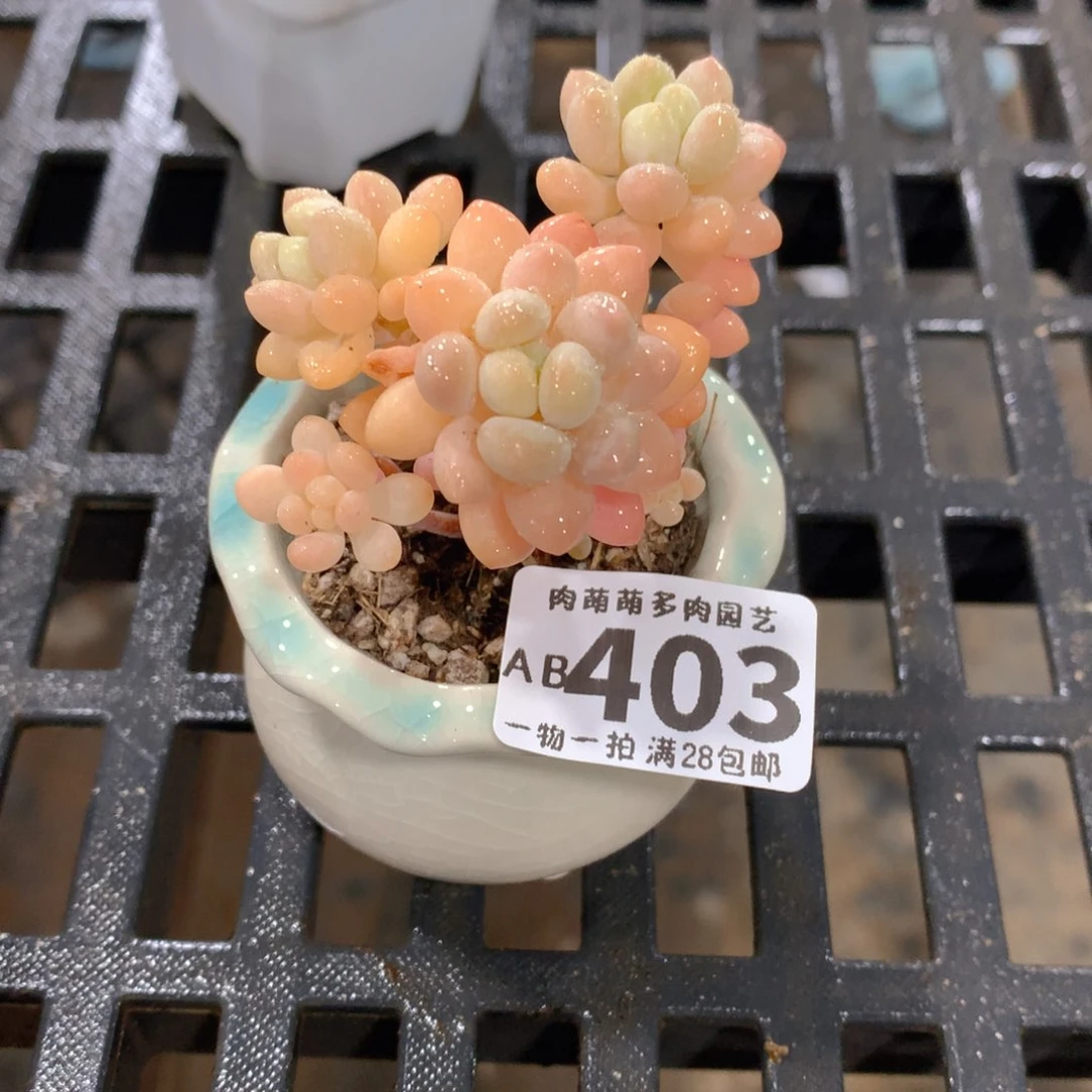 肉萌萌拇指盆精控多肉AB403