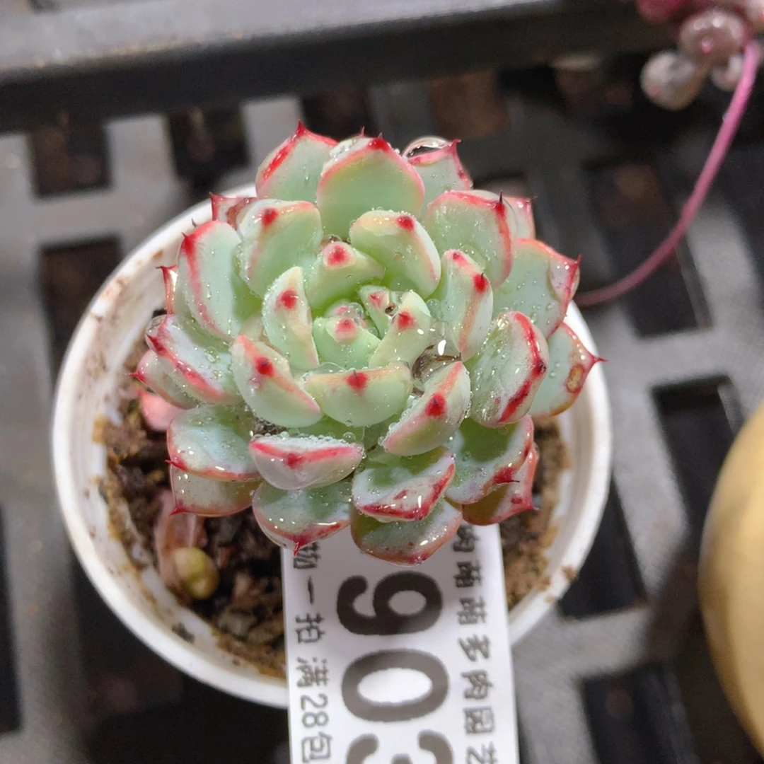 5CM拇指盆精控多肉ZR903