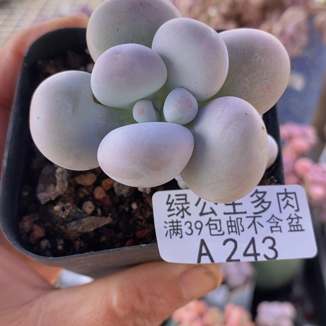 芭比奶洛5cm243多肉植物