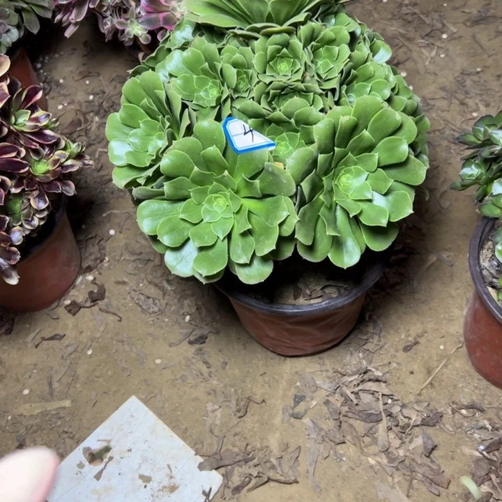 多肉植物绿杨荣法师4