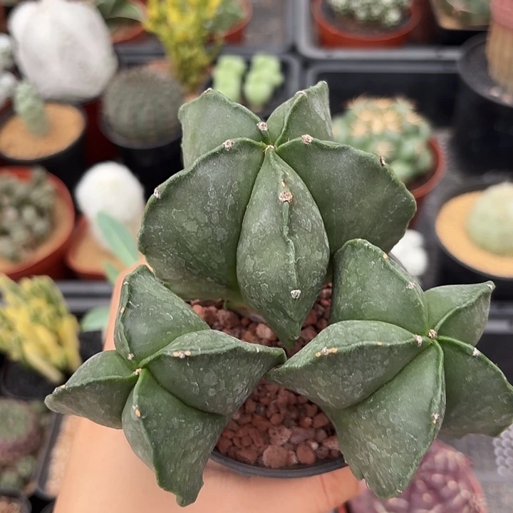 两***蚊孪凤玉群仙人球12345