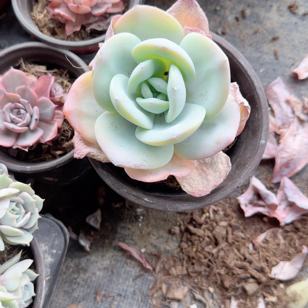 无花朵一块钱精控奶茶福袋