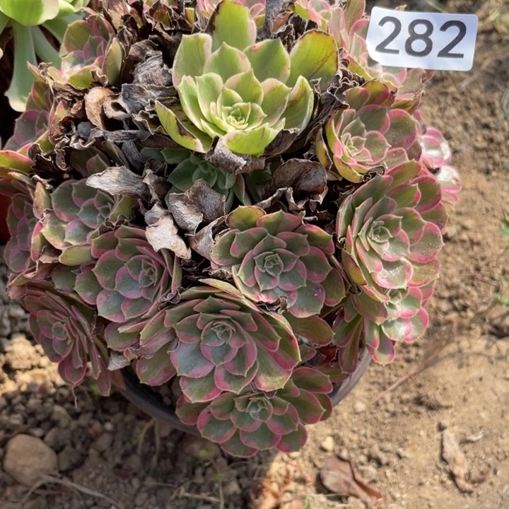 无花朵282多肉植物安娜