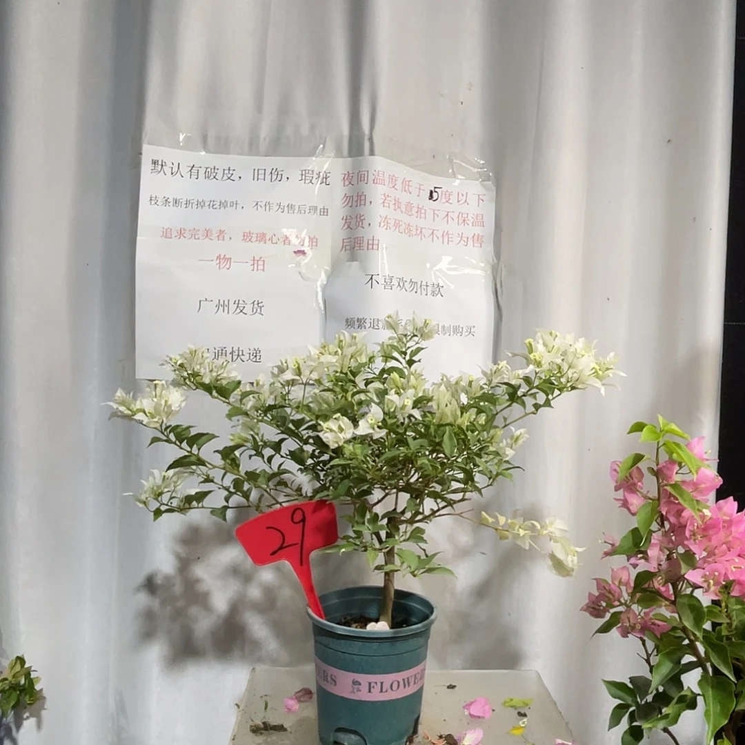 当前无花栽培后可以开花29白色条纹