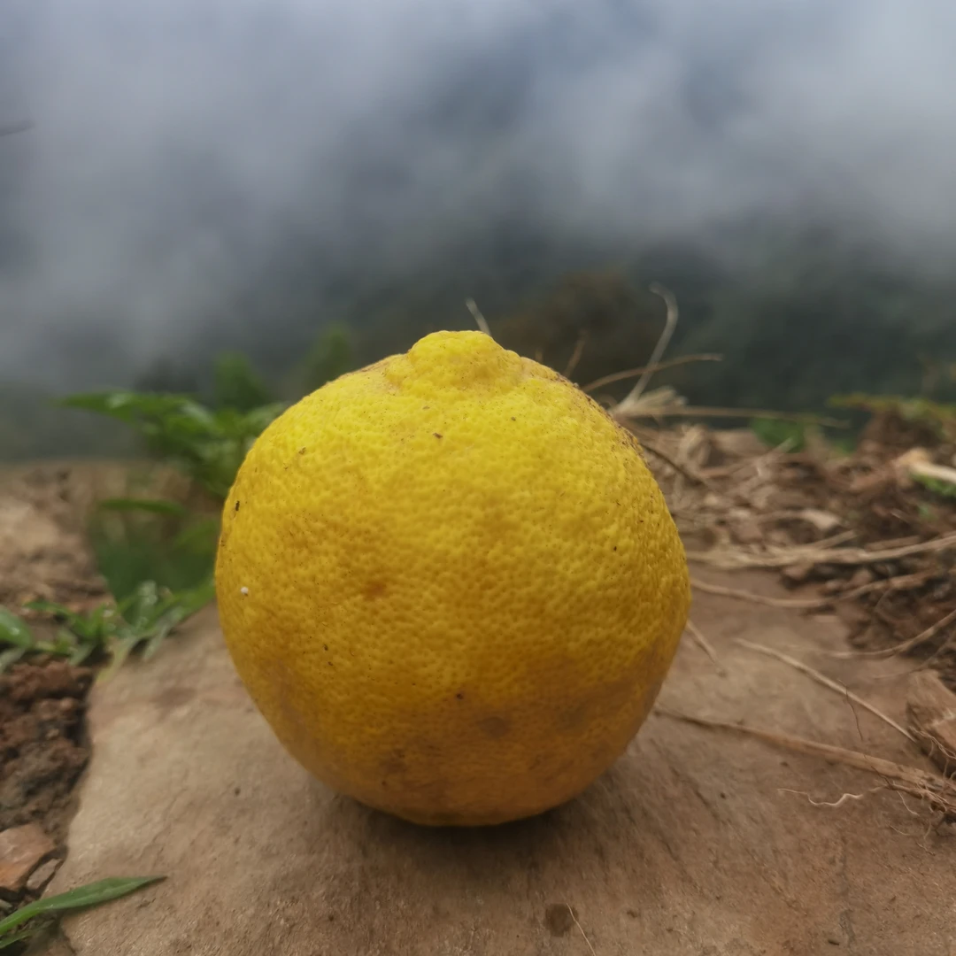 新鲜正宗象元黄柠檬皮薄多汁可以抹手可以放衣柜里增香除味