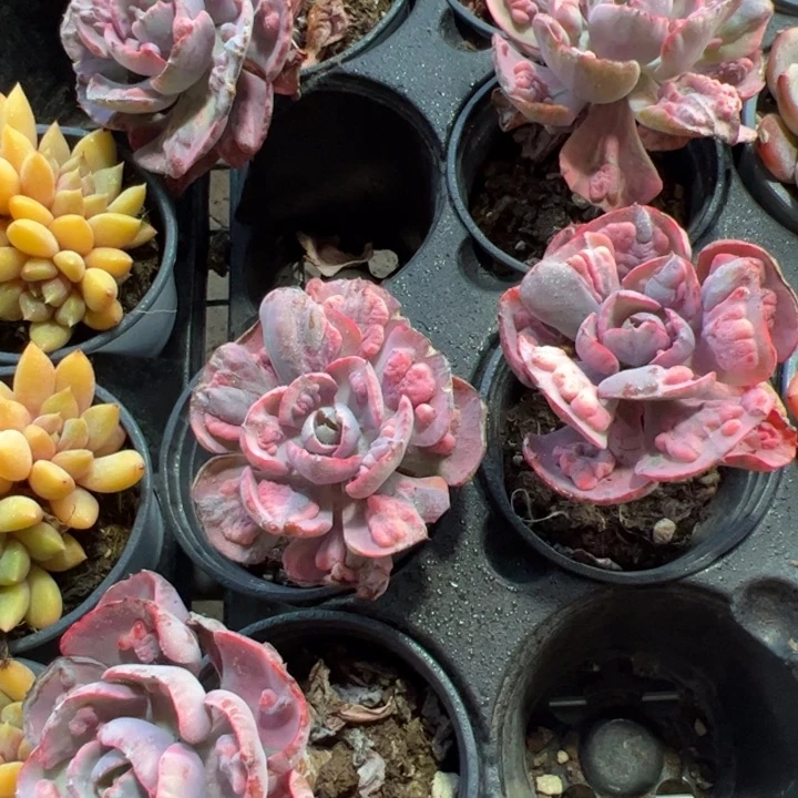 新疆包邮 雨滴锦