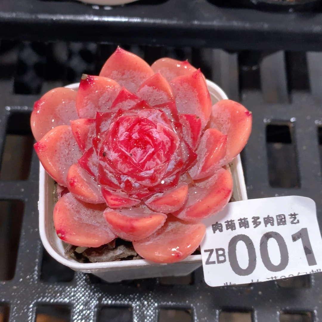 肉萌萌拇指盆精控多肉ZB001