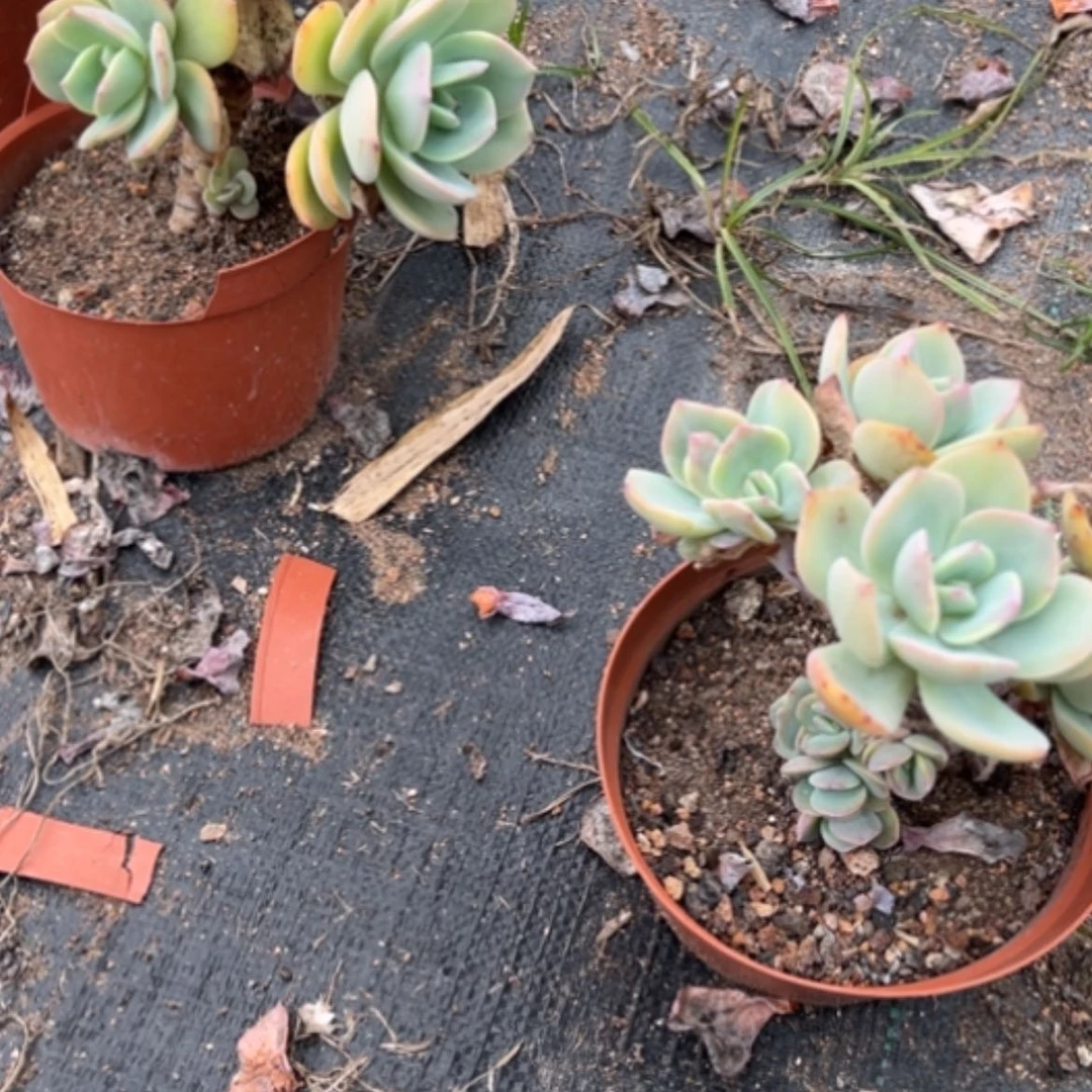 【闪购商品】宇****媒白色凤