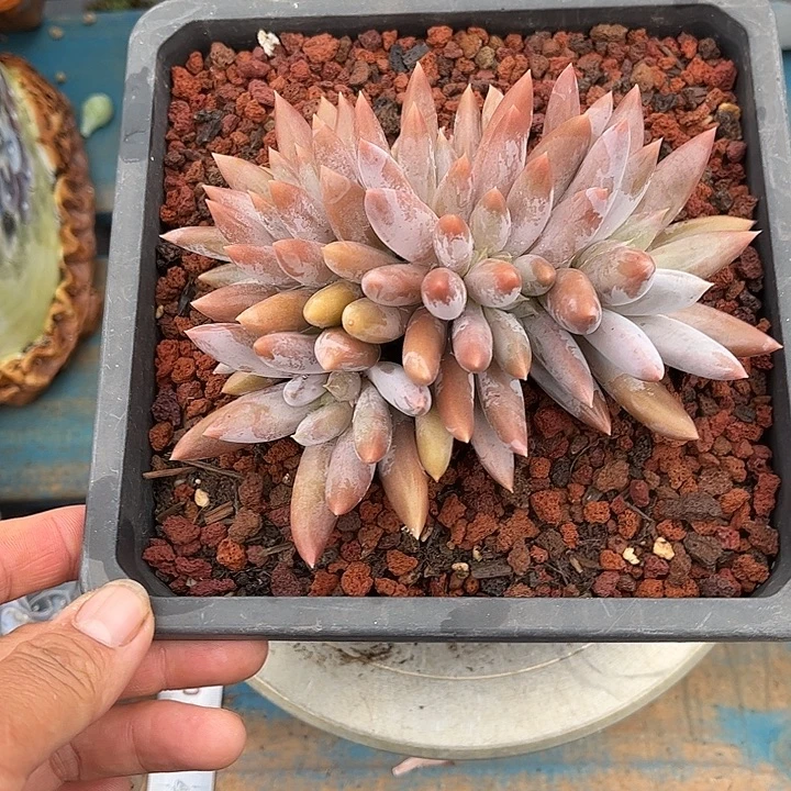 多肉植物一物一拍